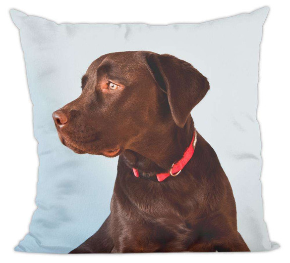 Poduszka pies, piesek labrador