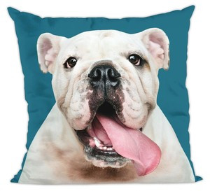 Poduszka pies, piesek buldog