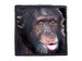 Naszywka CHIMPANZEE / SZYMPANS