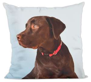Poduszka pies, piesek labrador