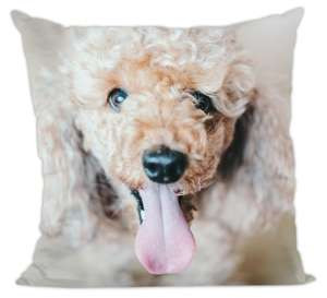Poduszka pies, piesek pudel
