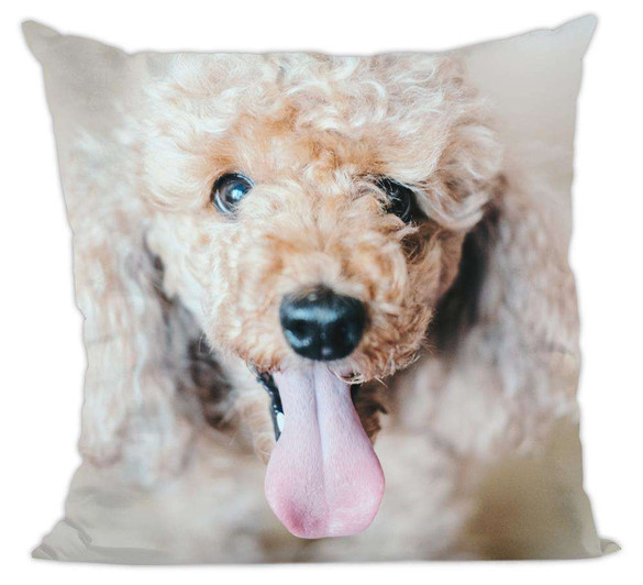 Poduszka pies, piesek pudel