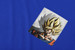 Koszulka z kieszonką DRAGON BALL SON GOKU 2