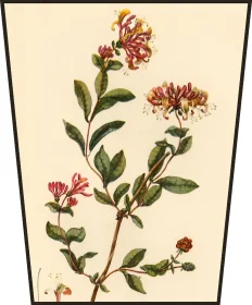 Ekran Kaprys William Kilburn